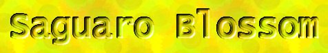 Saguaro Blossom